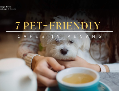 7 Pet-Friendly Cafes in Penang: Paw-some Spots to Eat and Chill